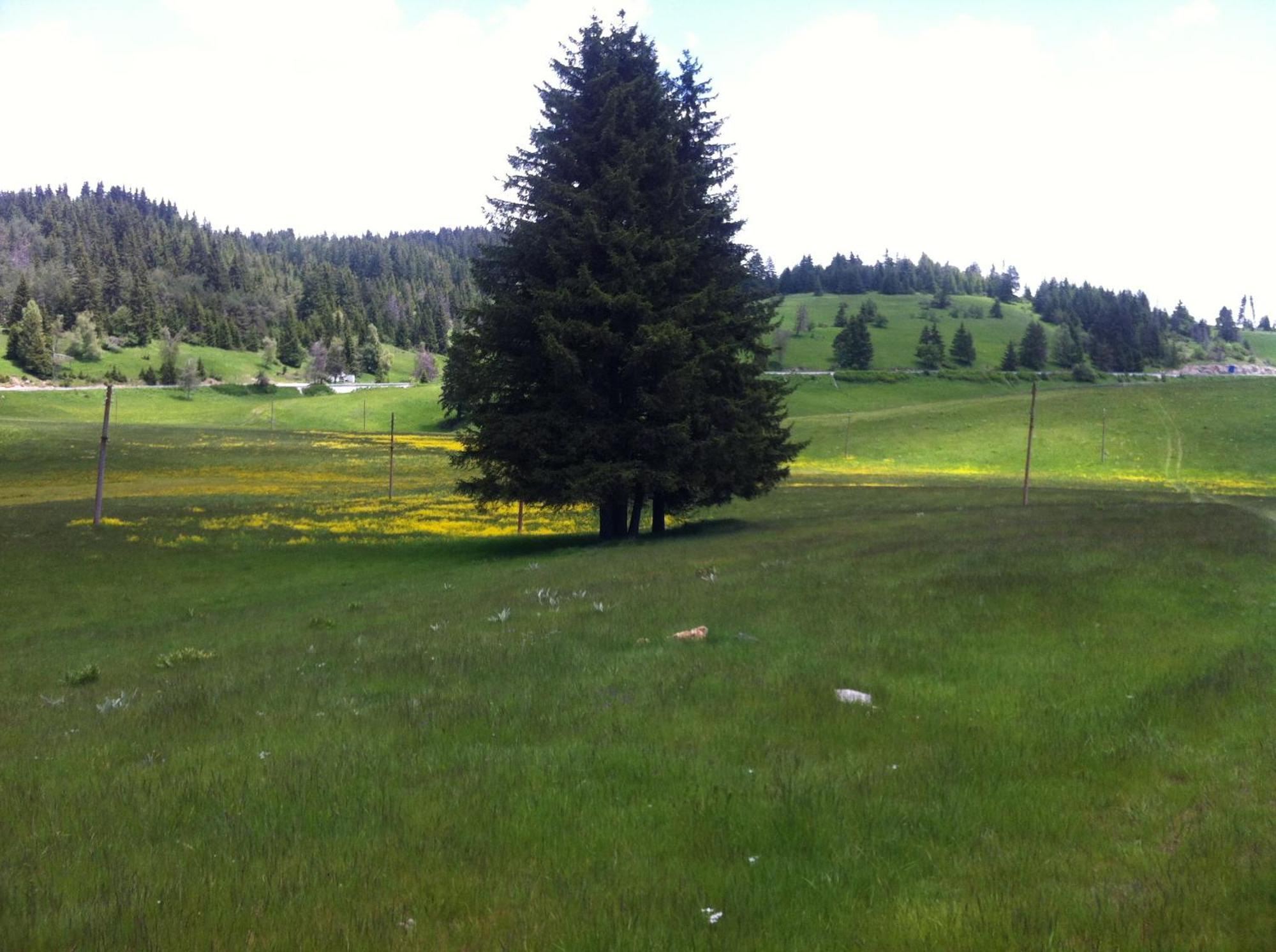 Hotel Coop Rozhen Pamporovo Buitenkant foto